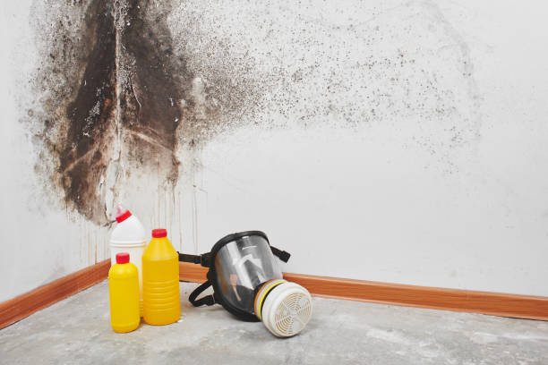 Best Emergency Mold Removal  in White Hall, IL