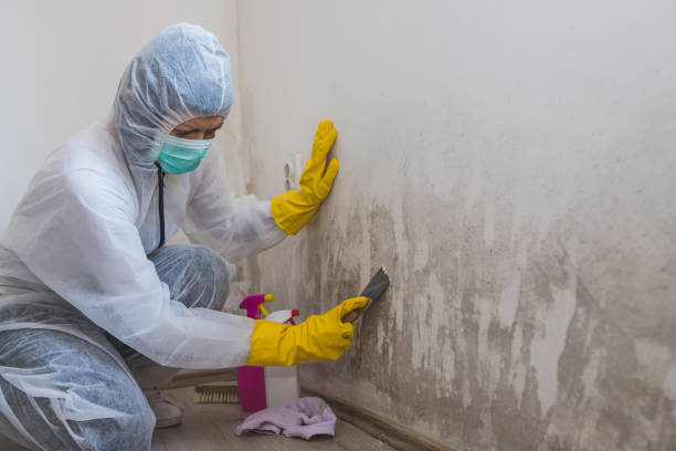 Certified Mold Removal in White Hall, IL