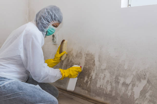 Best Certified Mold Removal  in White Hall, IL